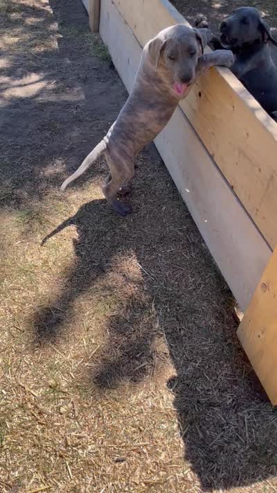 Hershey (black collar), a male Great Dane and Cane Corso for sale in Denver, CO – 4 of 9