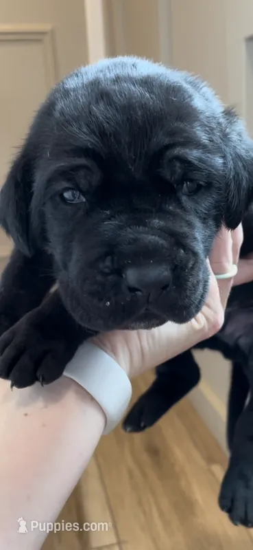 Zorro – Great Dane, Cane Corso puppy for sale in Denver, CO