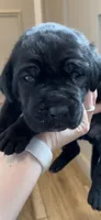 Zorro, a male Great Dane and Cane Corso for sale in Denver, CO – 1 of 2