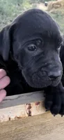 Bre’s Raven , a female Great Dane and Cane Corso for sale in Denver, CO – 2 of 10