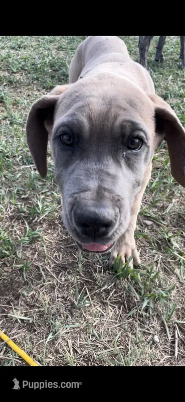 Brown eyed girl – Great Dane, Cane Corso puppy for sale in Denver, CO
