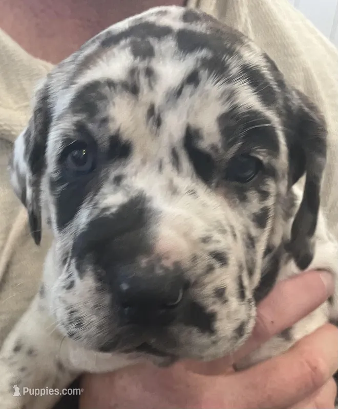 Jasper  – Great Dane, Cane Corso puppy for sale in Denver, CO