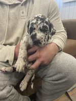 Jasper , a female Great Dane and Cane Corso for sale in Denver, CO – Photo 5 of 5