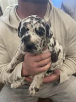 Jasper , a female Great Dane and Cane Corso for sale in Denver, CO – Photo 3 of 5