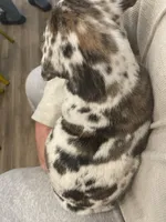 Jasper , a female Great Dane and Cane Corso for sale in Denver, CO – Photo 2 of 5