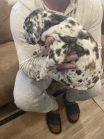 Jasper , a female Great Dane and Cane Corso for sale in Denver, CO – Photo 4 of 5