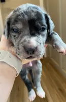 Ace , a male Great Dane and Cane Corso for sale in Denver, CO – 1 of 7