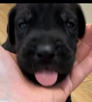 Nyx, a male Great Dane and Cane Corso for sale in Denver, CO – 1 of 5