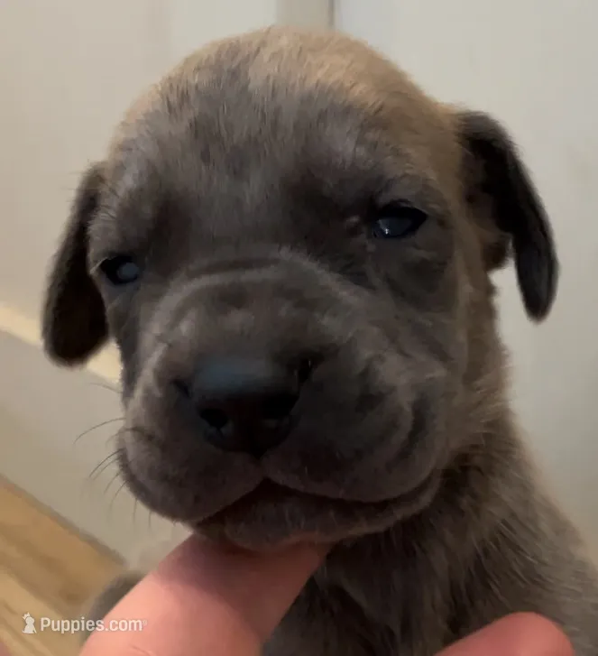 Butterscotch  – Cane Corso puppy for sale in Denver, CO