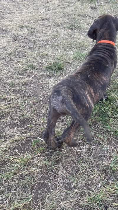 Rolo (orange collar) , a male Great Dane and Cane Corso for sale in Denver, CO – 10 of 10