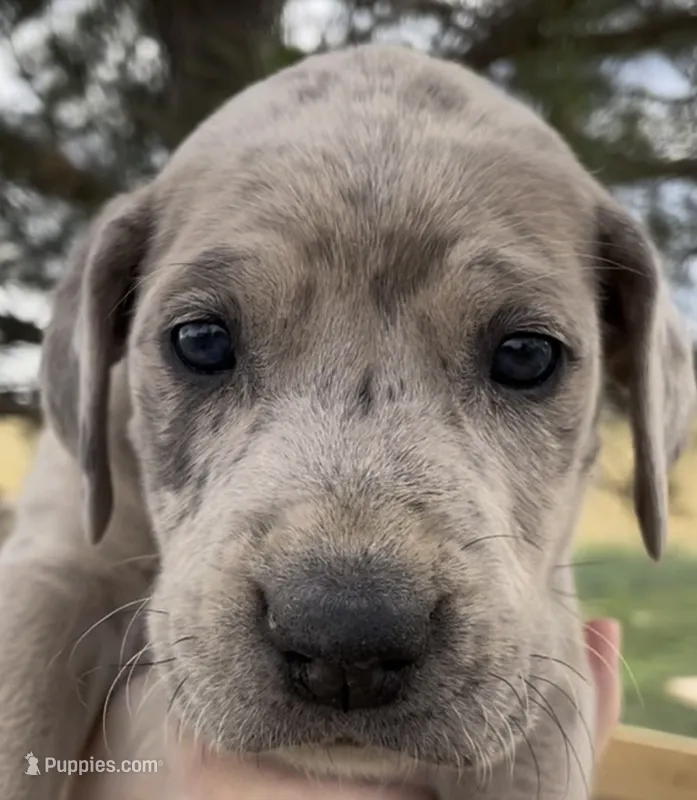 Pepper – Great Dane, Cane Corso puppy on hold in Denver, CO
