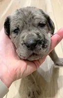 processed/3b392742-aef5-405d-a72a-371a455402d7/listing/4df80e90-97ce-40a9-8d83-12817090da0f/85f00e08-0de4-4fbe-a72e-fafde842b1c5