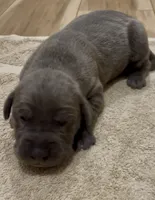 🔥 Ash 🐶, a female Great Dane and Cane Corso for sale in Denver, CO – 3 of 3