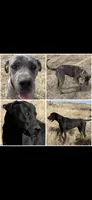 Nyx, a male Great Dane and Cane Corso for sale in Denver, CO – 3 of 5