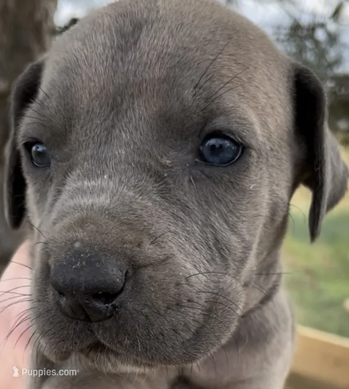 Butterscotch  – Great Dane, Cane Corso puppy for sale in Denver, CO