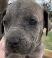 Butterscotch (lime green collar), a female Great Dane and Cane Corso for sale in Denver, CO – 2 of 10