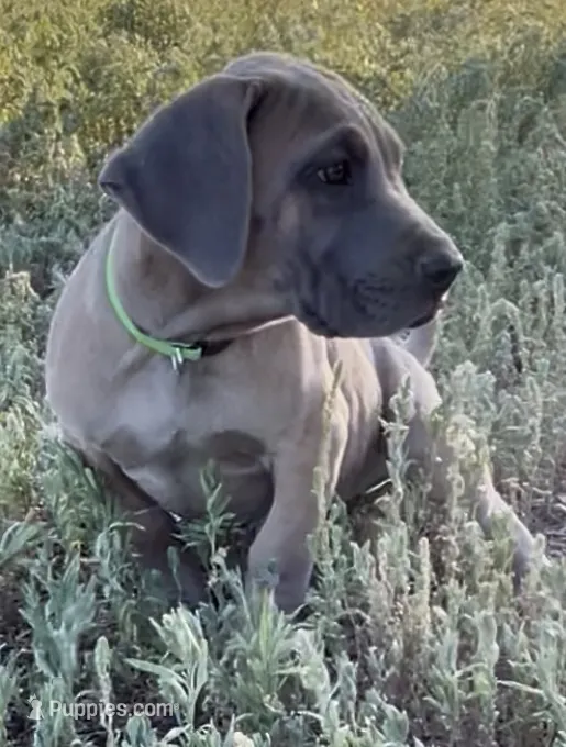 Butterscotch (lime green collar) – Great Dane, Cane Corso puppy for sale in Denver, CO