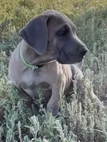 Butterscotch (lime green collar), a female Great Dane and Cane Corso for sale in Denver, CO – 1 of 10