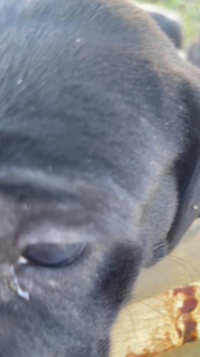 Bre’s Raven , a female Great Dane and Cane Corso for sale in Denver, CO – 3 of 10