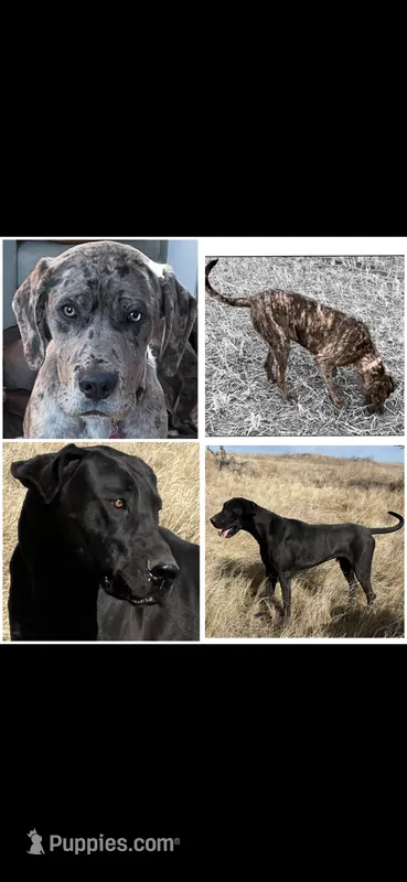 Cami and Rip coming October 2026 – Great Dane, Cane Corso puppy for sale in Denver, CO