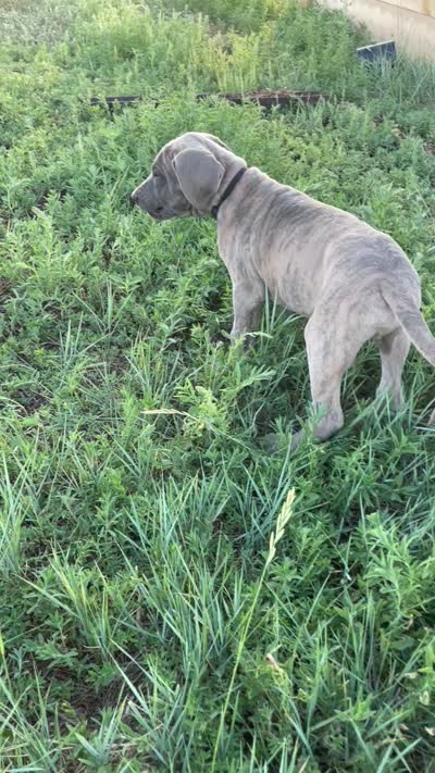 Hershey (black collar), a male Great Dane and Cane Corso for sale in Denver, CO – 5 of 9