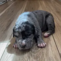 Ace , a male Great Dane and Cane Corso for sale in Denver, CO – 4 of 7