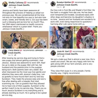 Bear, a male Great Dane and Cane Corso for sale in Denver, CO – 3 of 5