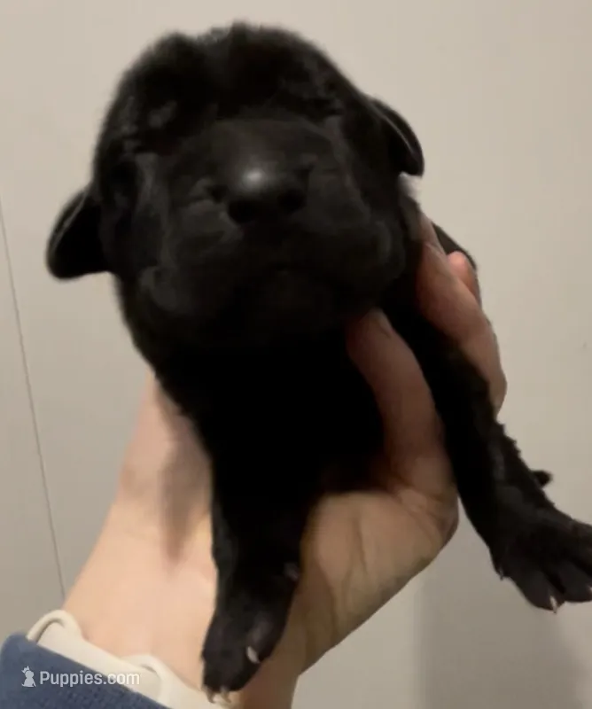 Bre’s Raven  – Cane Corso puppy for sale in Denver, CO
