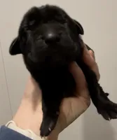 Bre’s Raven , a female Cane Corso for sale in Denver, CO – 1 of 5