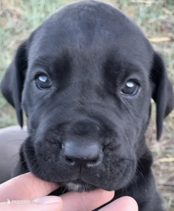 Zorro – Great Dane, Cane Corso puppy for sale in Denver, CO