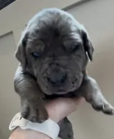 Shadow , a female Great Dane and Cane Corso for sale in Denver, CO – 2 of 6