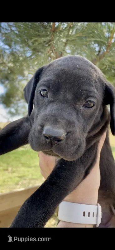 Raven – Great Dane, Cane Corso puppy for sale in Denver, CO