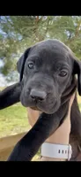 Raven, a female Great Dane and Cane Corso for sale in Denver, CO – 1 of 10
