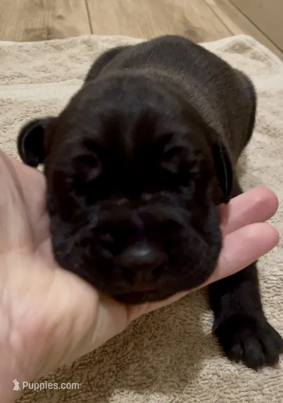 Athena – Great Dane, Cane Corso puppy for sale in Denver, CO