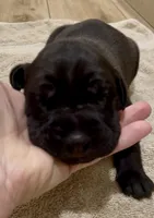 👑 Athena 🐶, a female Great Dane and Cane Corso for sale in Denver, CO – 1 of 6