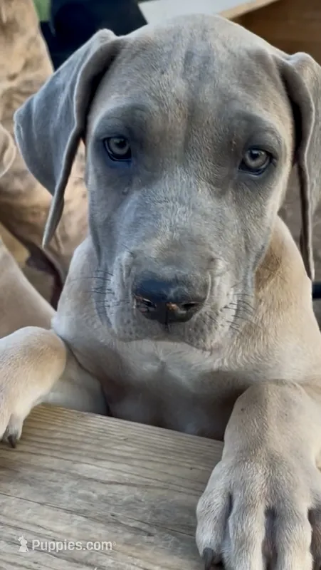 Butterscotch (lime green collar) – Great Dane, Cane Corso puppy for sale in Denver, CO