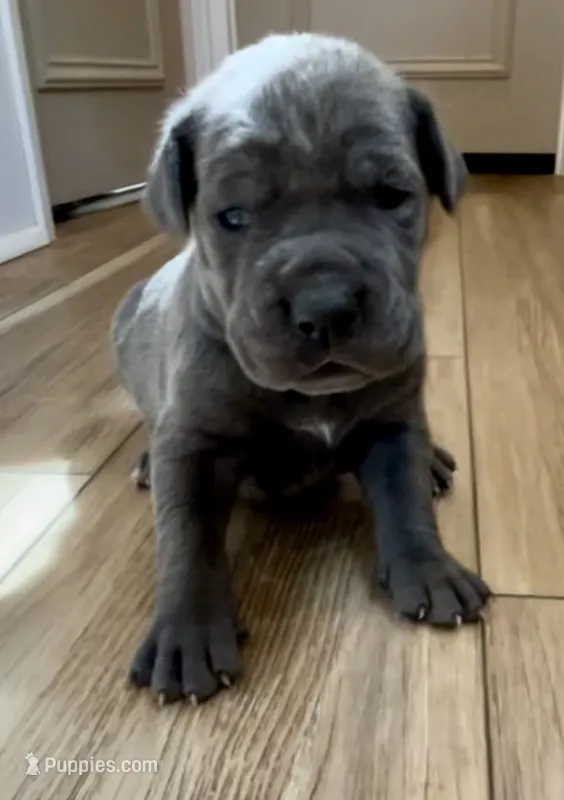 Cinder – Great Dane, Cane Corso puppy for sale in Denver, CO