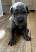Cinder, a female Great Dane and Cane Corso for sale in Denver, CO – 1 of 6