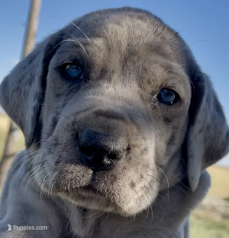 Rex – Great Dane, Cane Corso puppy on hold in Denver, CO