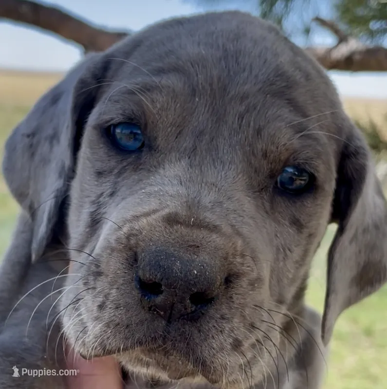 Rex – Great Dane, Cane Corso puppy on hold in Denver, CO