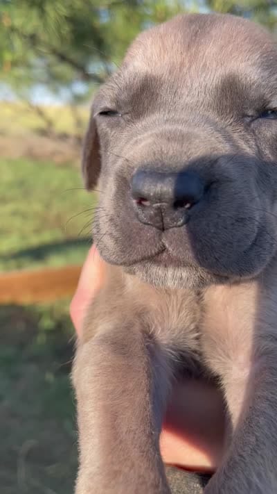 Butterscotch , a female Great Dane and Cane Corso for sale in Denver, CO – 4 of 10