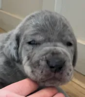 Rex, a male Great Dane and Cane Corso for sale in Denver, CO – 1 of 5