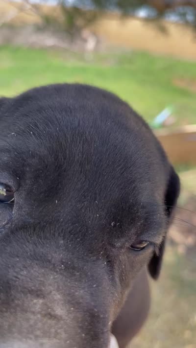 Raven, a female Great Dane and Cane Corso for sale in Denver, CO – 10 of 10
