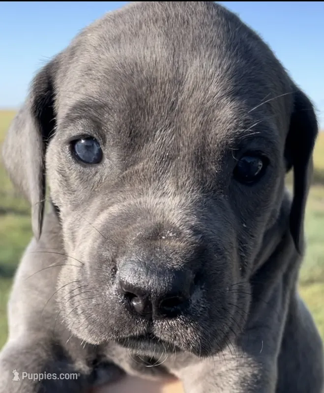 Cinder – Great Dane, Cane Corso puppy on hold in Denver, CO