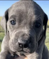 Cinder, a female Great Dane and Cane Corso for sale in Denver, CO – 1 of 8