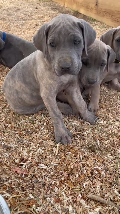 Hershey (black collar), a male Great Dane and Cane Corso for sale in Denver, CO – 5 of 10