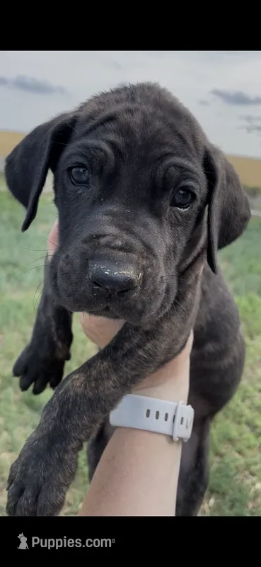Rolo – Great Dane, Cane Corso puppy for sale in Denver, CO