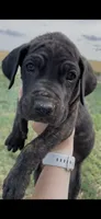 Rolo (orange collar) , a male Great Dane and Cane Corso for sale in Denver, CO – 3 of 10