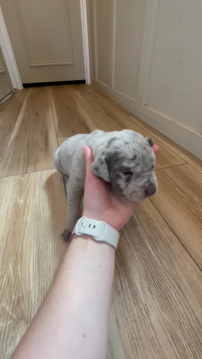 Oreo, a female Great Dane and Cane Corso for sale in Denver, CO – 3 of 8