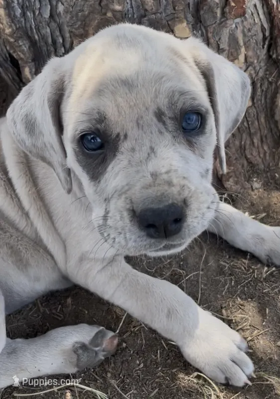 Patches – Great Dane, Cane Corso puppy for sale in Denver, CO